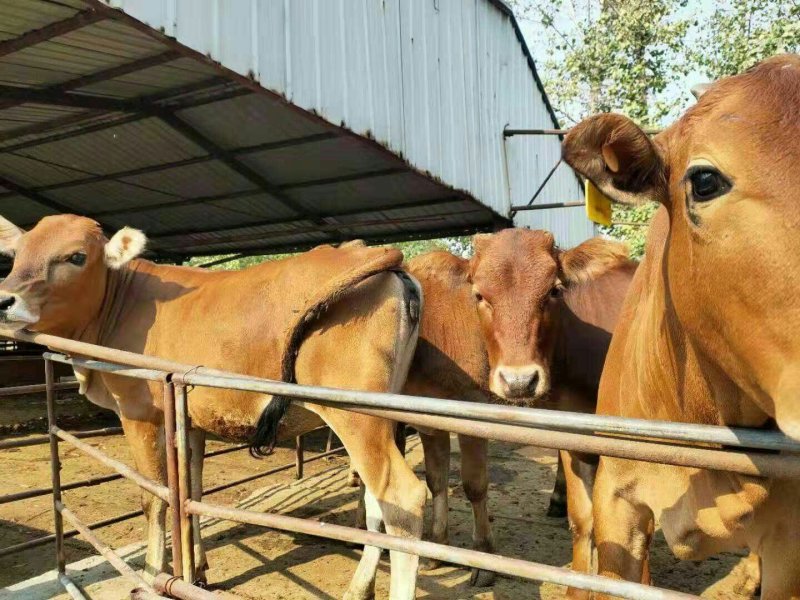 广西南宁鲁西黄牛肉牛犊活体小牛苗及大型黄牛种牛母牛小牛仔