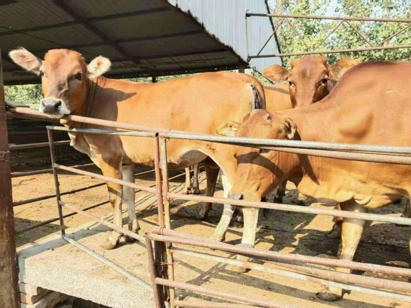 广西南宁鲁西黄牛肉牛犊活体小牛苗及大型黄牛种牛母牛小牛仔