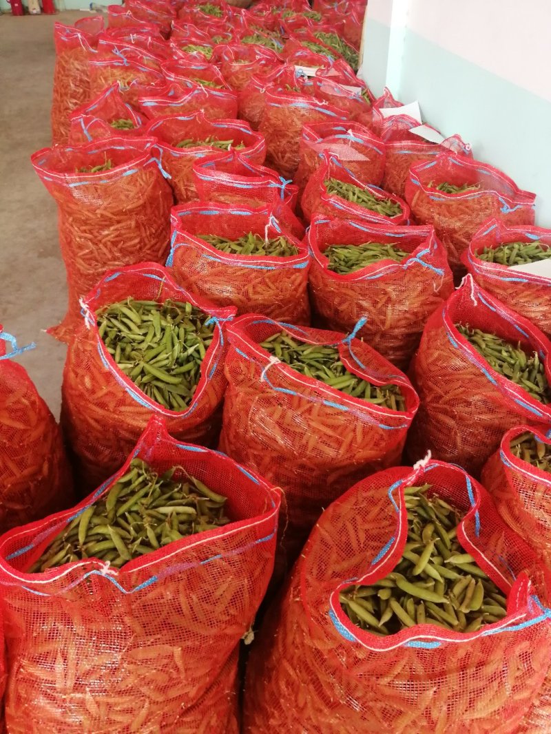中碗6号和9甜碗豆已大量上市质量好无烂角，饱满度好