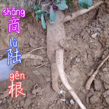贵州毕节古夜郎大地野生药材商陆下单现采