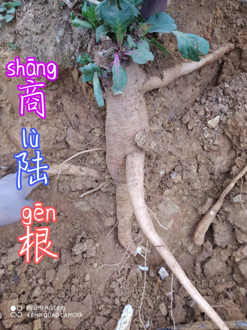 贵州毕节古夜郎大地野生药材商陆下单现采