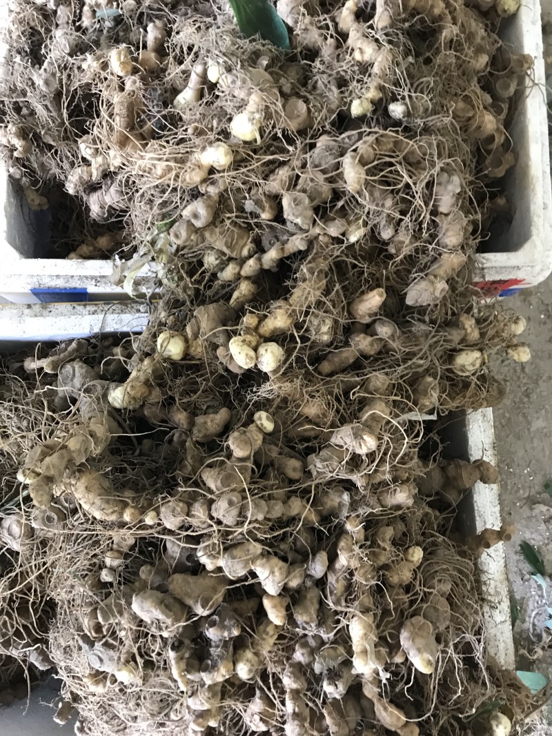 野生姜形，倒苗，多花黄精苗