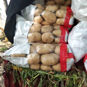 鲜土豆大量上市，质量好，皮毛亮，无青头，价格低，