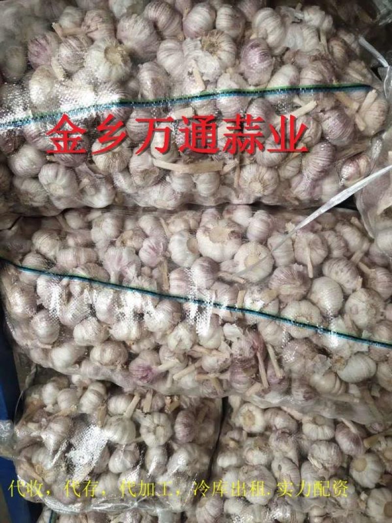 山东金乡大蒜.大量供应产地直销.代发全国各地市场一吨起批