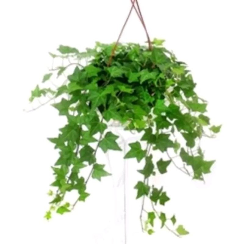 常春藤绿植吊兰植物盆栽花卉常青藤净化空气花卉盆栽花卉植物