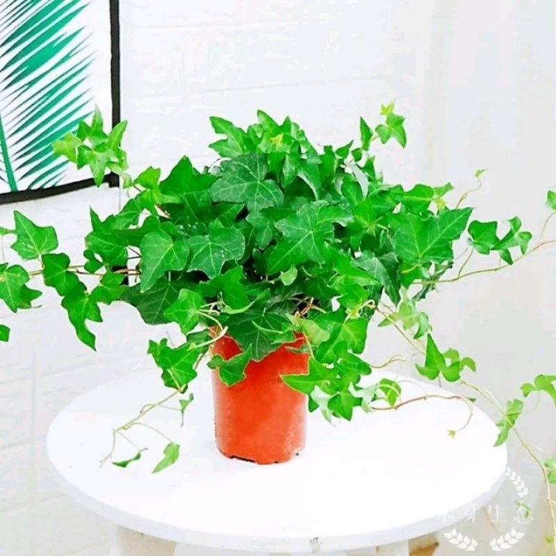 常春藤绿植吊兰植物盆栽花卉常青藤净化空气花卉盆栽花卉植物