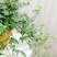 常春藤绿植吊兰植物盆栽花卉常青藤净化空气花卉盆栽花卉植物