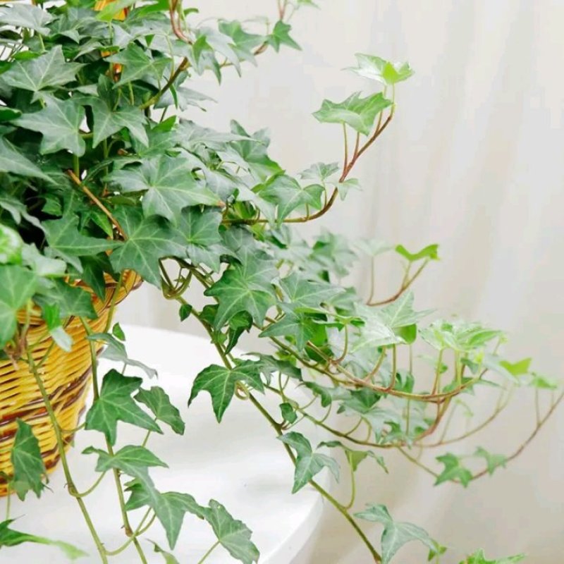 常春藤绿植吊兰植物盆栽花卉常青藤净化空气花卉盆栽花卉植物