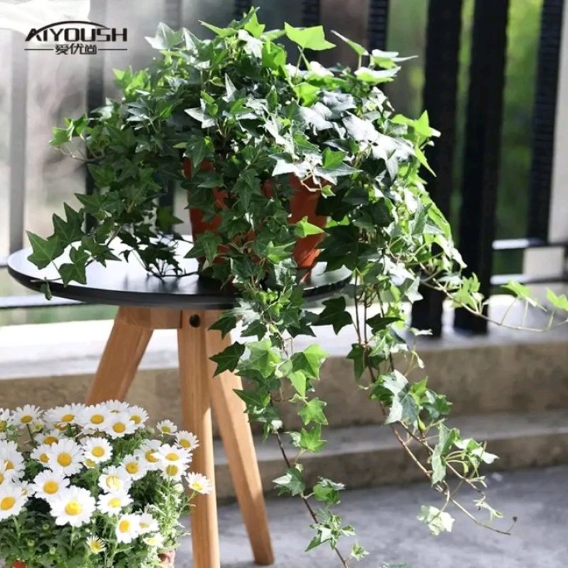 常春藤绿植吊兰植物盆栽花卉常青藤净化空气花卉盆栽花卉植物