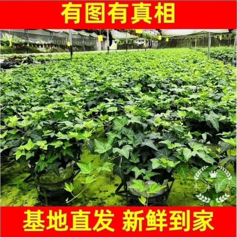 常春藤绿植吊兰植物盆栽花卉常青藤净化空气花卉盆栽花卉植物