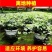 常春藤绿植吊兰植物盆栽花卉常青藤净化空气花卉盆栽花卉植物