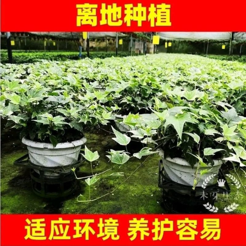 常春藤绿植吊兰植物盆栽花卉常青藤净化空气花卉盆栽花卉植物
