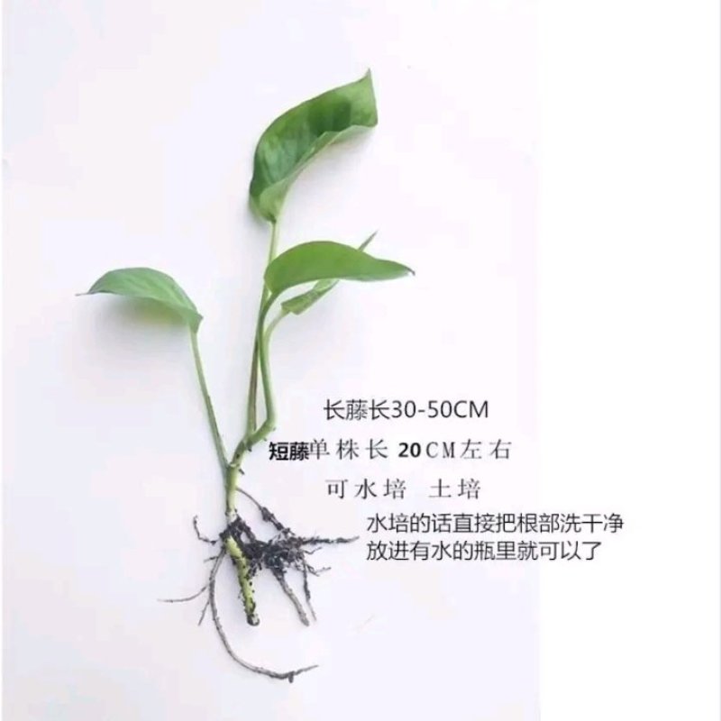 绿萝苗盆栽花卉室内除甲醛绿箩盆栽批发长藤大盆绿植批发盆栽