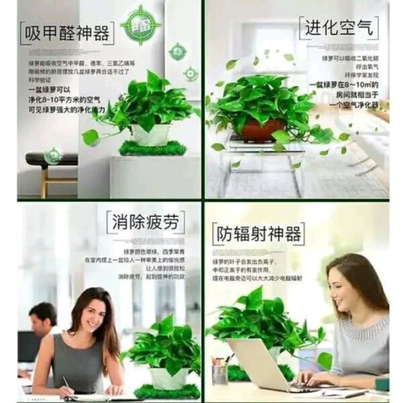 绿萝苗盆栽花卉室内除甲醛绿箩盆栽批发长藤大盆绿植批发盆栽