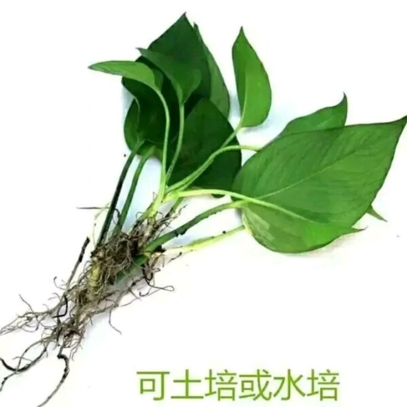 绿萝苗盆栽花卉室内除甲醛绿箩盆栽批发长藤大盆绿植批发盆栽