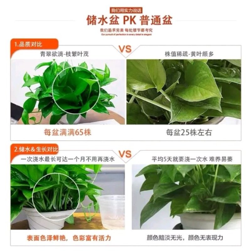 绿萝苗盆栽花卉室内除甲醛绿箩盆栽批发长藤大盆绿植批发盆栽