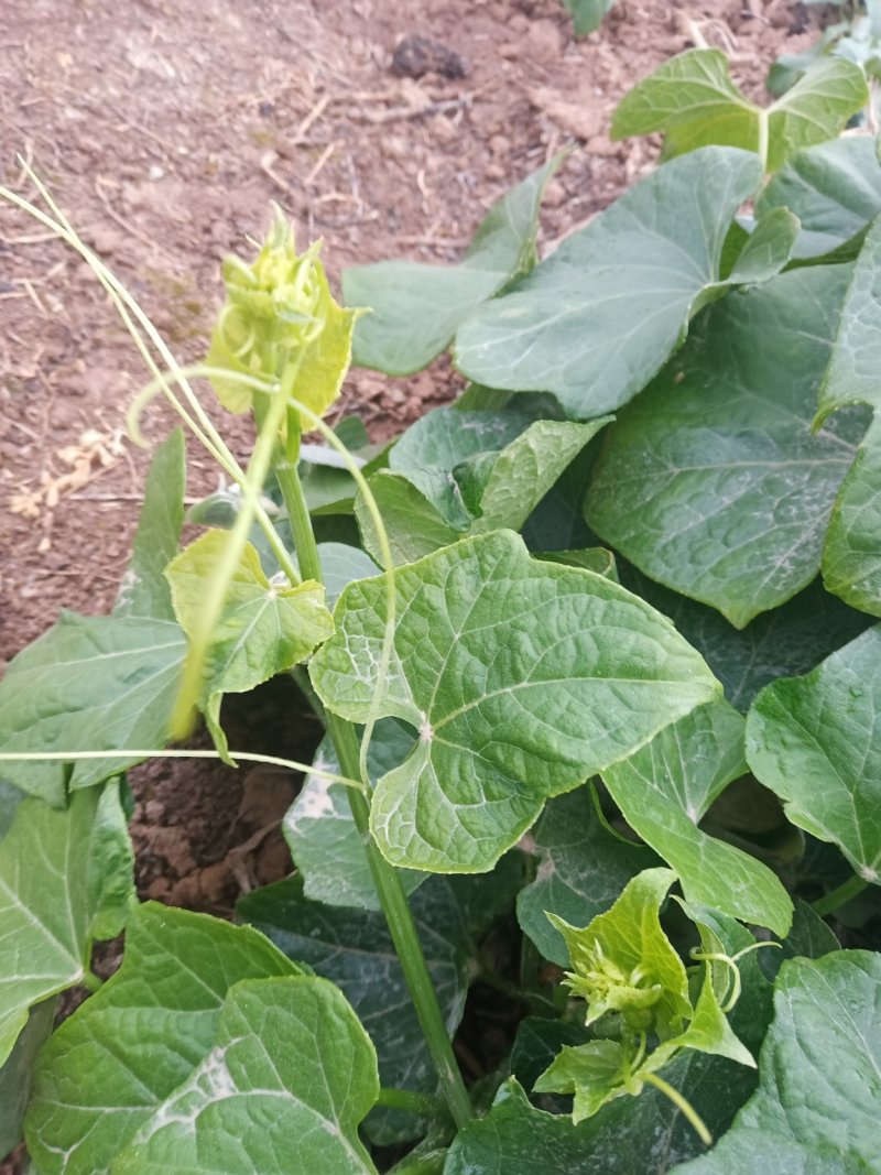 龙须菜现采的，无公害，量大者联系