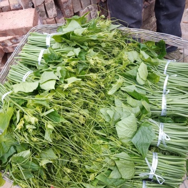 龙须菜现采的，无公害，量大者联系