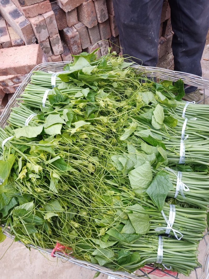 龙须菜现采的，无公害，量大者联系