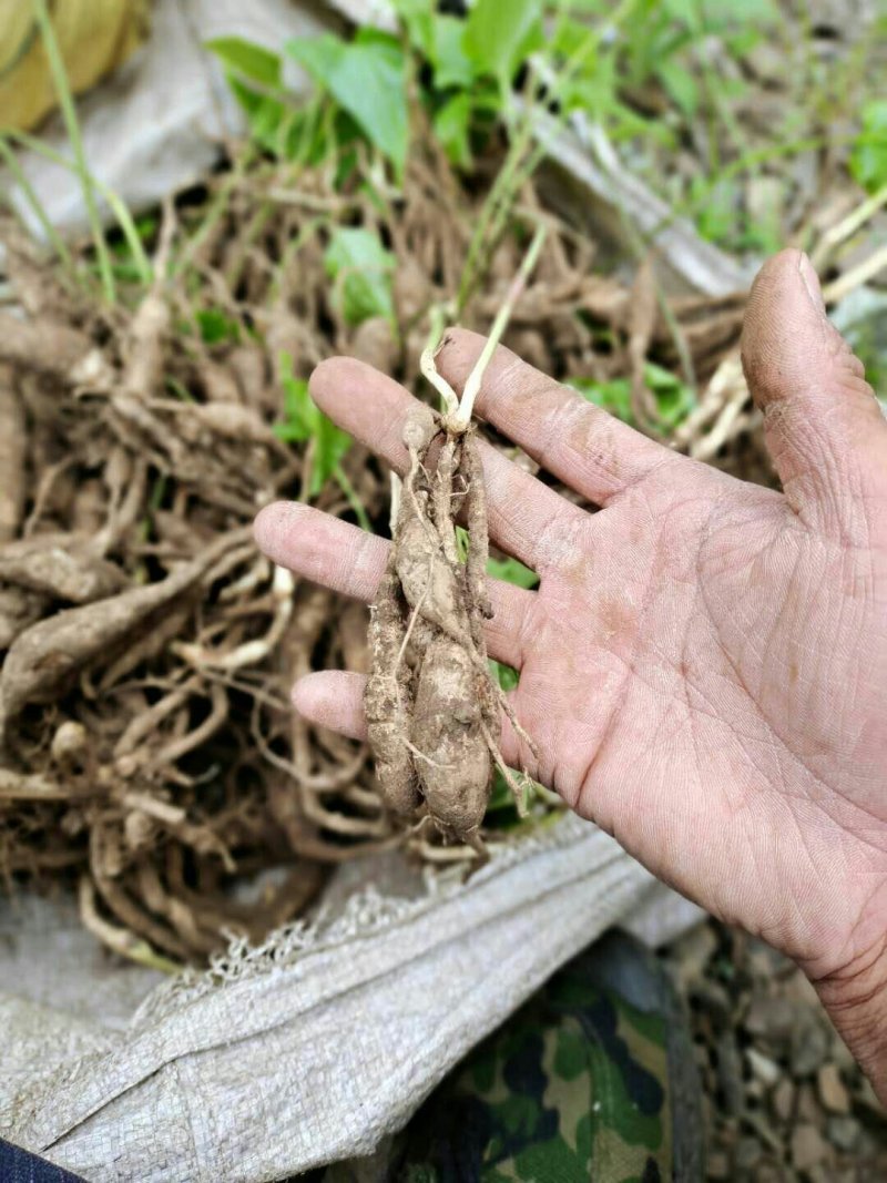 百部苗种苗根茎成品货