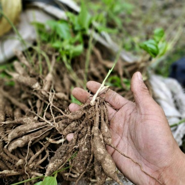 百部苗种苗根茎成品货