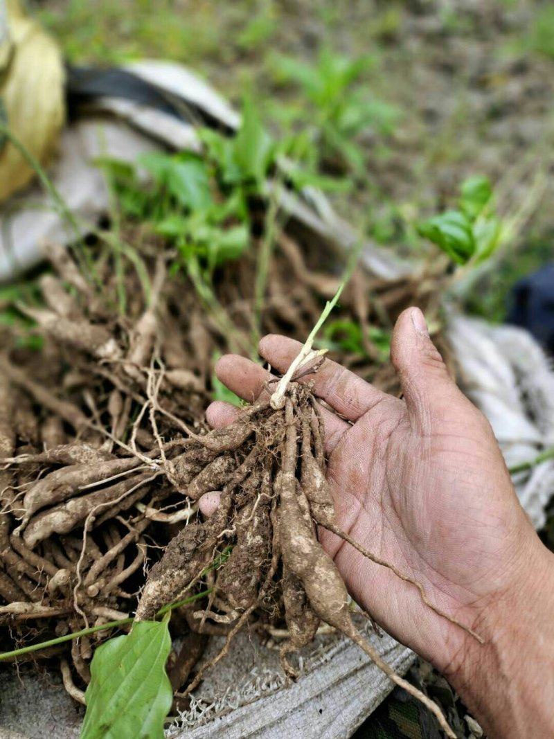 百部苗种苗根茎成品货