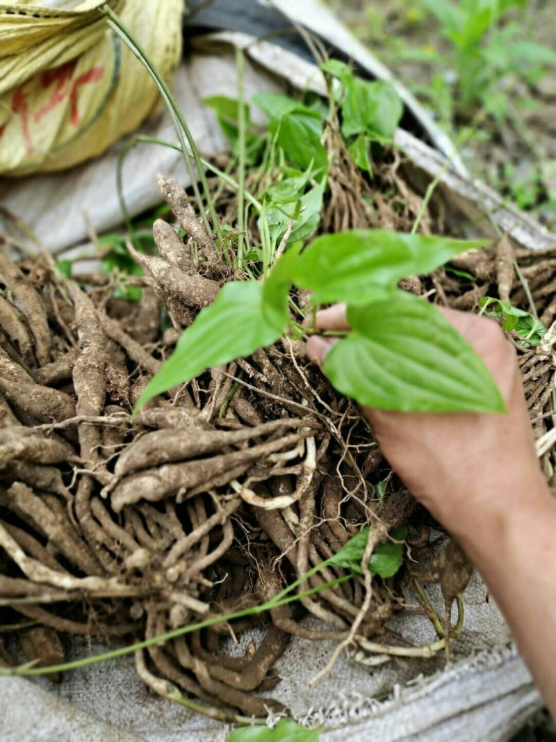 百部苗种苗根茎成品货