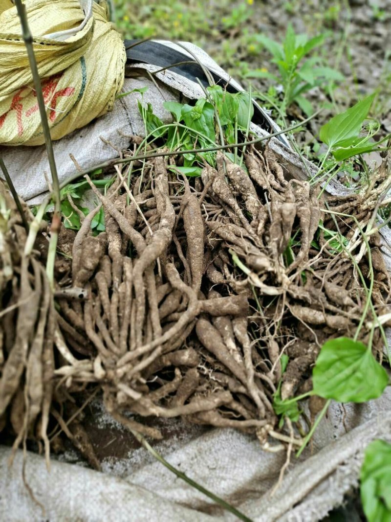 百部苗种苗根茎成品货