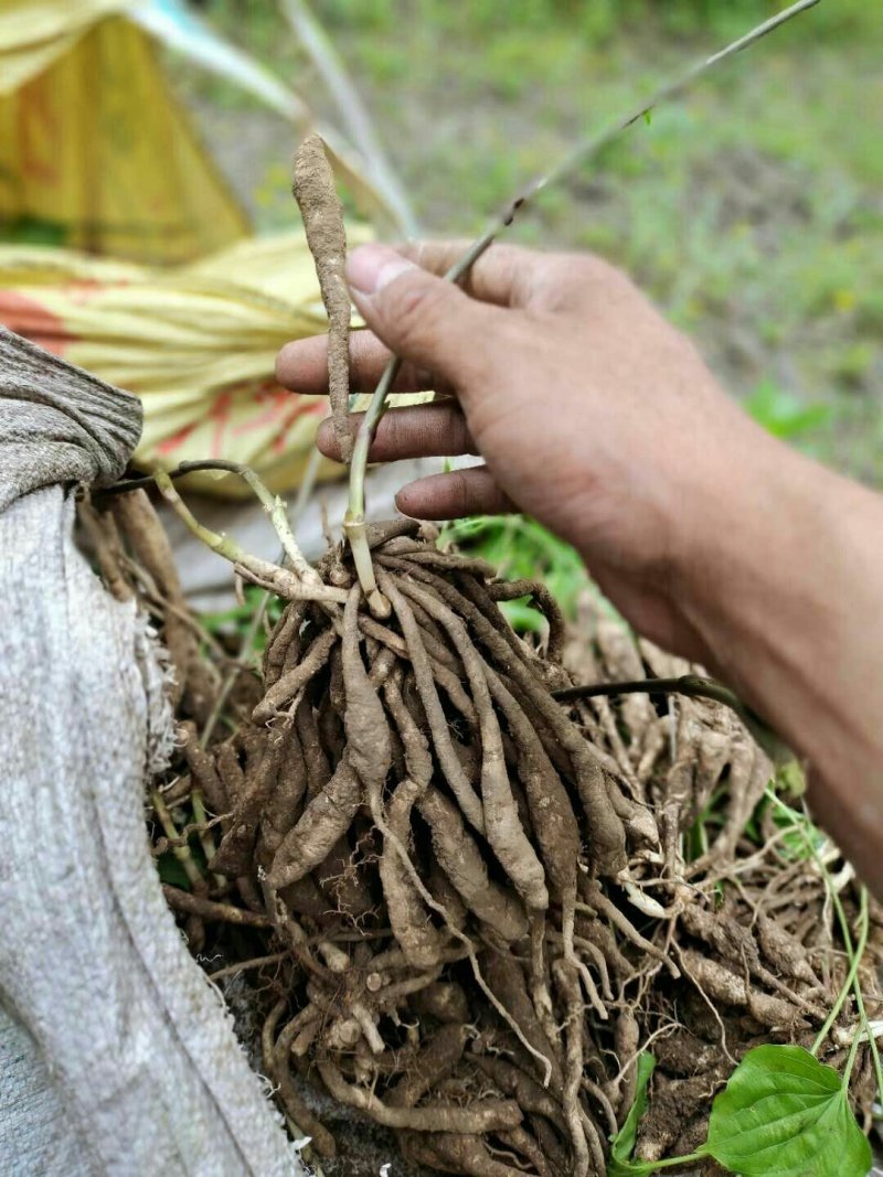 百部苗种苗根茎成品货