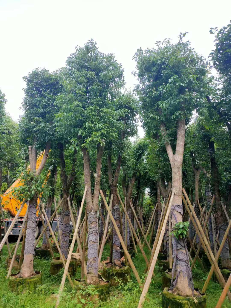 大量出售3-15公分樟树，货源充足，价格美丽。