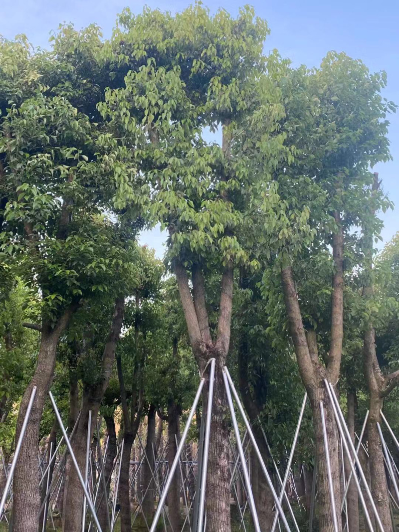 大量出售3-15公分樟树，货源充足，价格美丽。