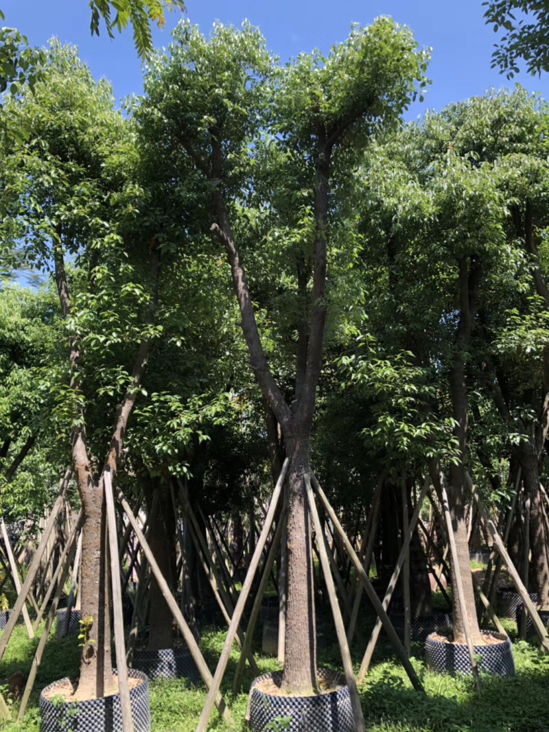 大量出售3-15公分樟树，货源充足，价格美丽。