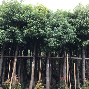 大量出售3-15公分樟树，货源充足，价格美丽。