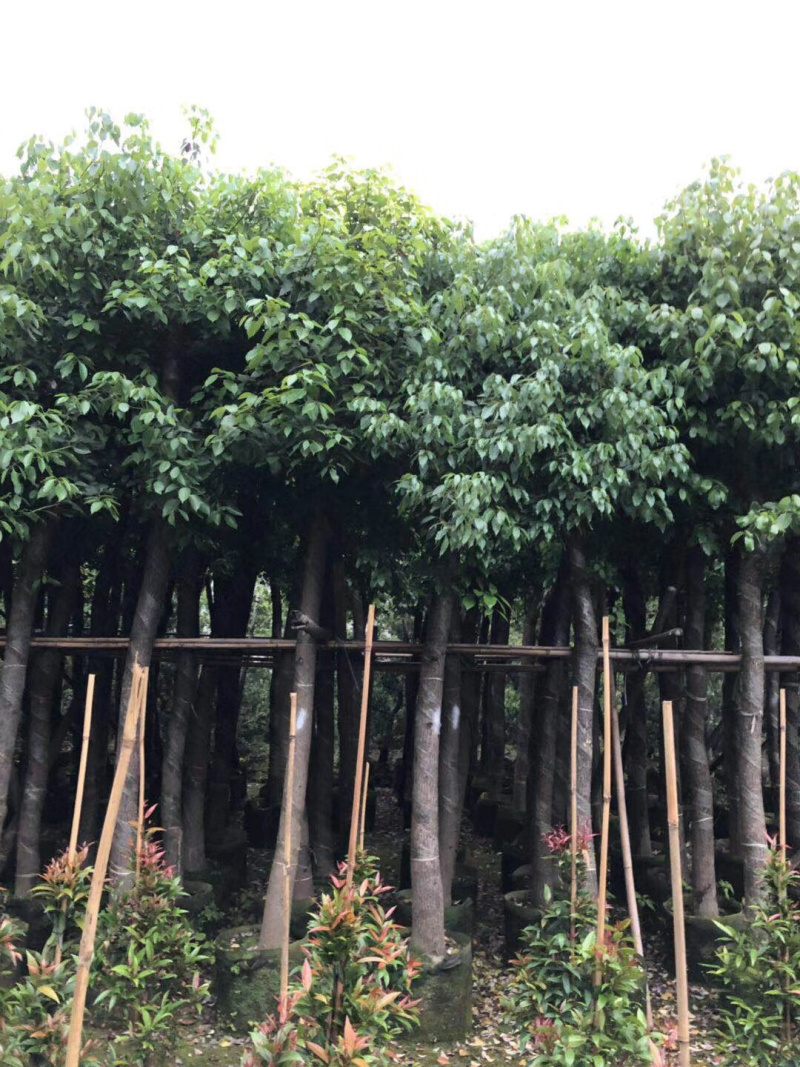 大量出售3-15公分樟树，货源充足，价格美丽。