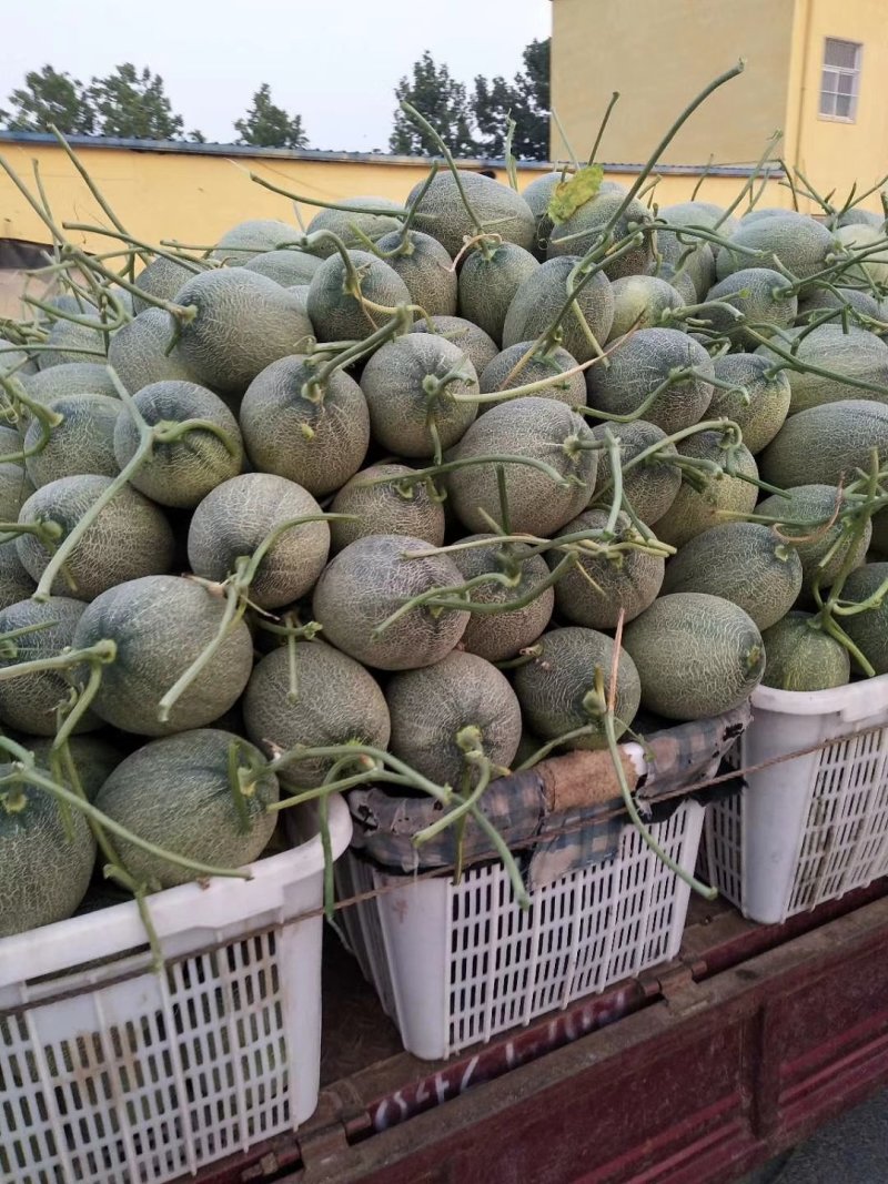 西州蜜瓜