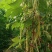 芸豆