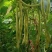 芸豆