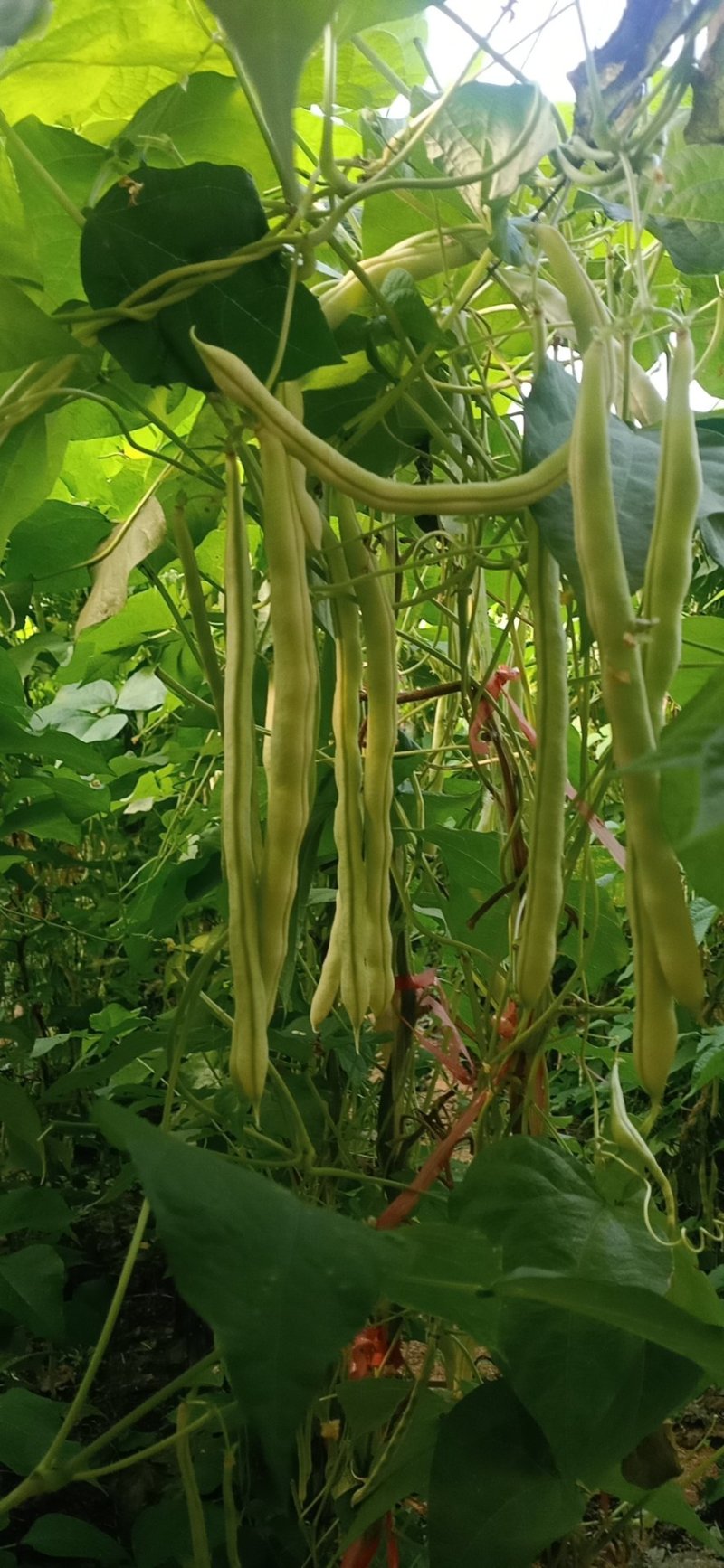 芸豆