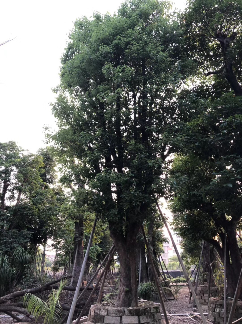 大量出售3-15公分樟树，货源充足，价格美丽。