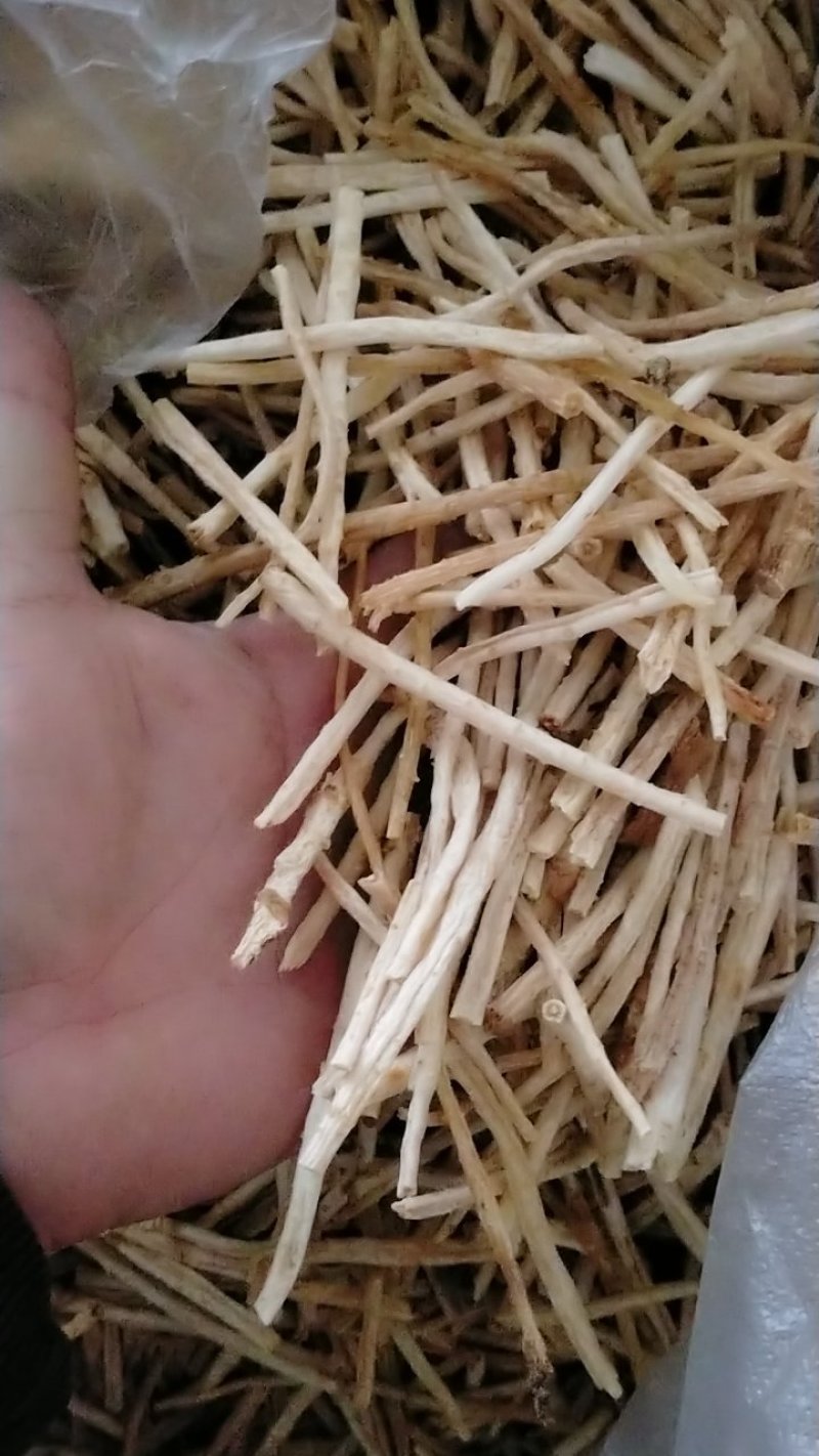 小沙参节，内蒙赤峰产无硫沙节，干度好诚信经营批发！