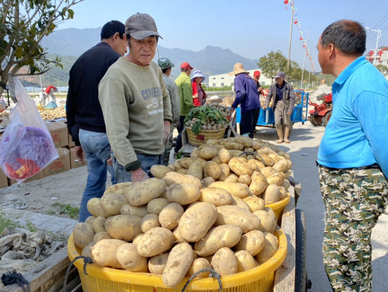 沙地土豆兴佳二两起黄皮黄心精品新鲜上市