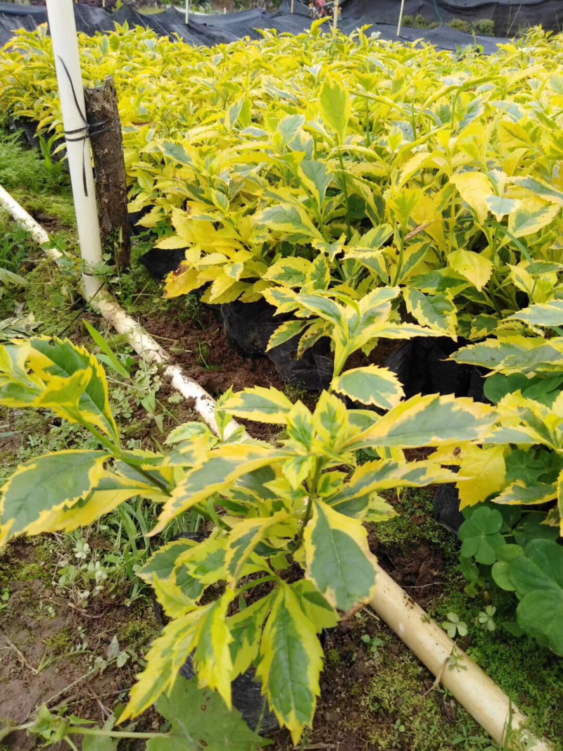 大量出售3斤袋，7斤袋金叶假连翘，货源充足，价格美丽。
