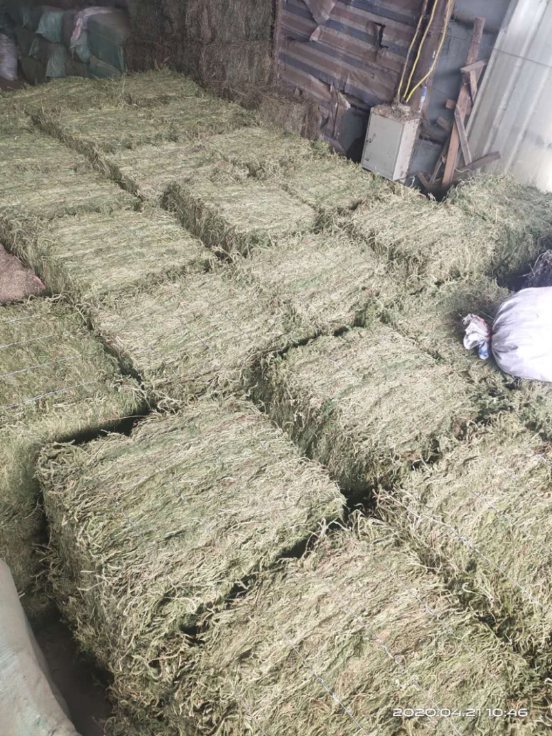 伸筋草，个子，机压包。干货