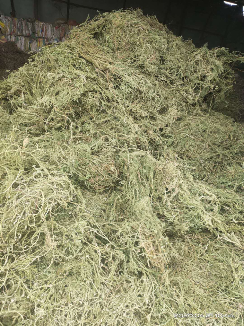 伸筋草，个子，机压包。干货