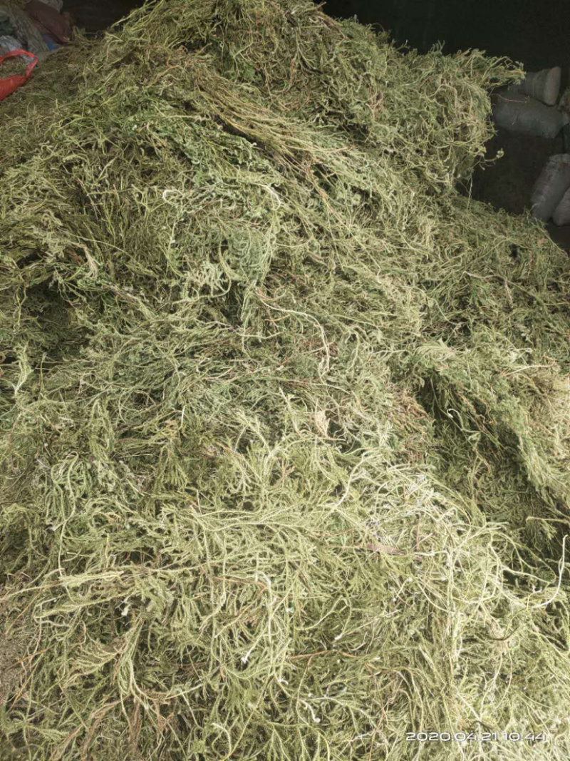 伸筋草，个子，机压包。干货
