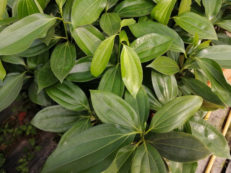 苗圃直供优质平安树苗盆栽花卉室内绿色植物办公桌观叶绿植防