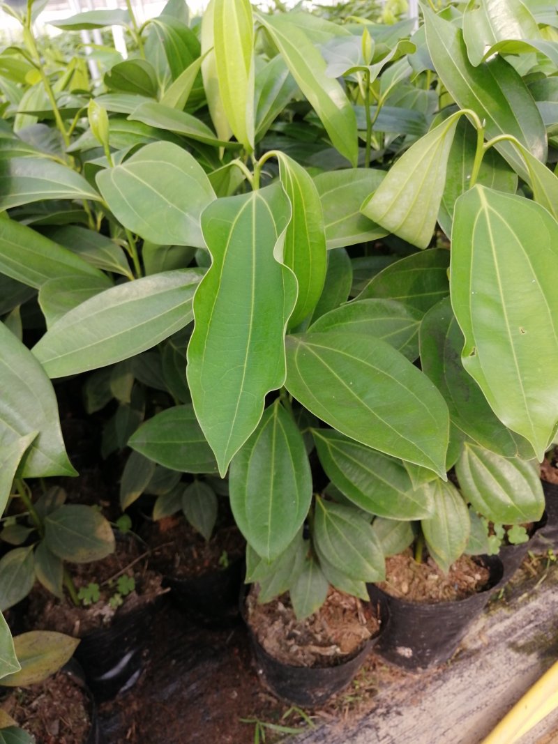 苗圃直供优质平安树苗盆栽花卉室内绿色植物办公桌观叶绿植防