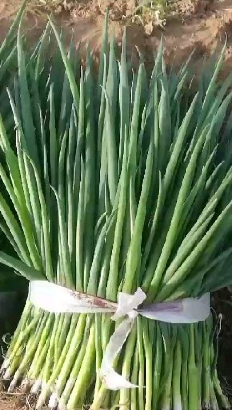 小葱45~50cm，诚信经营，长年供应