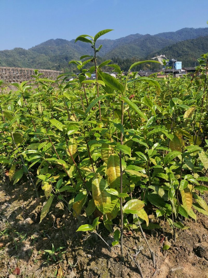 新品种大叶茶苗，产量高，牙口大