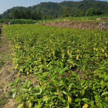 新品种大叶茶苗，产量高，牙口大